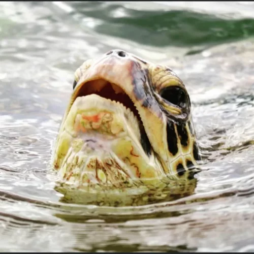 1aa1527b-86e8-44d9-8068-2b9952baedbe (1)