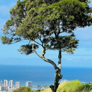 99fe441f-e301-496c-8364-5527702aaf8a Private Tour by Trans Luxury Tours Hawaii